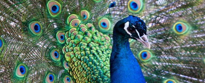 1. peacock.jpg