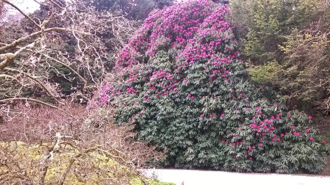 WP_20180413_14_01_42_Pro 2.jpg