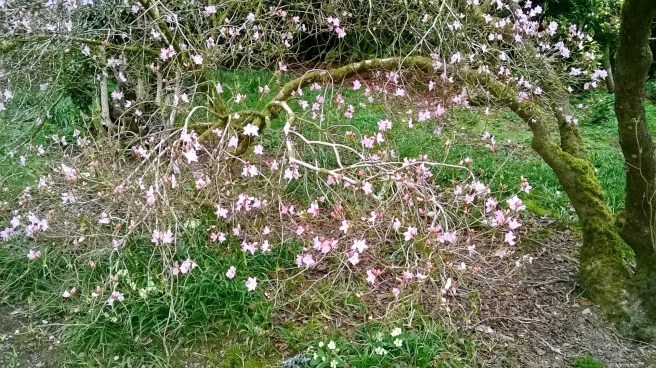 WP_20180413_14_30_07_Pro 2.jpg