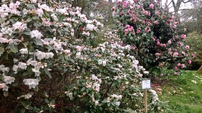 WP_20180413_14_33_07_Pro 2.jpg