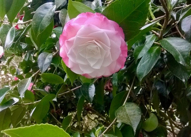 WP_20180413_14_35_59_Pro 2.jpg