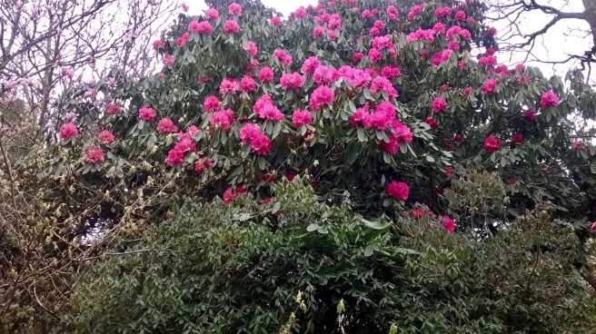 WP_20180413_14_38_37_Pro 2.jpg