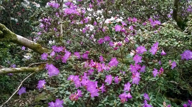 WP_20180413_15_10_20_Pro 2.jpg