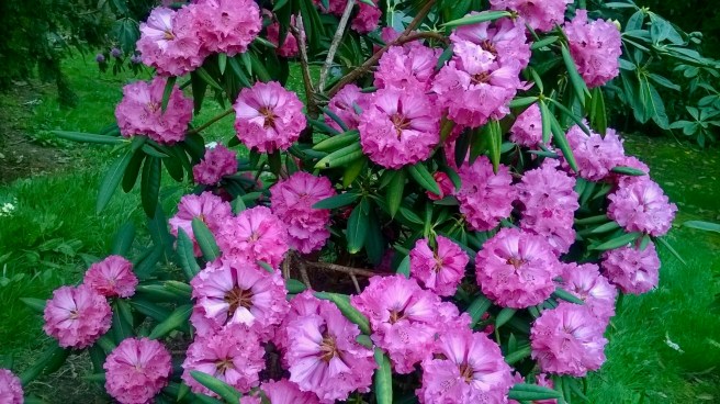 WP_20180413_15_11_49_Pro 2.jpg