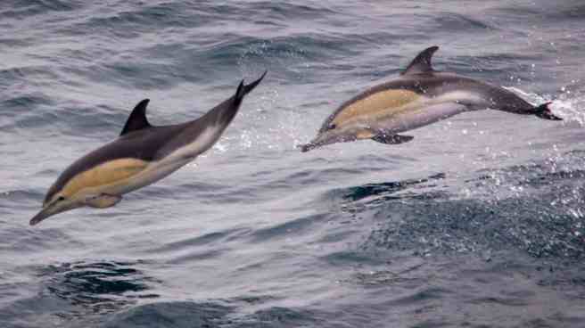 Common-Dolphins.jpg