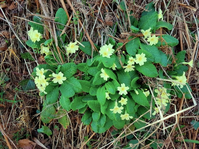 20190224_123426 copy.jpg