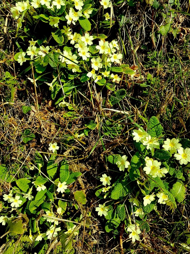 20190224_123736 copy.jpg