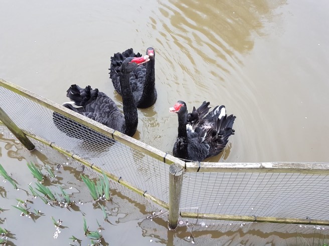 20190322_175112 copy.jpg