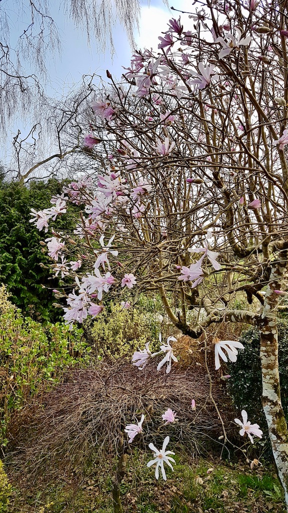 20190329_163254 copy.jpeg