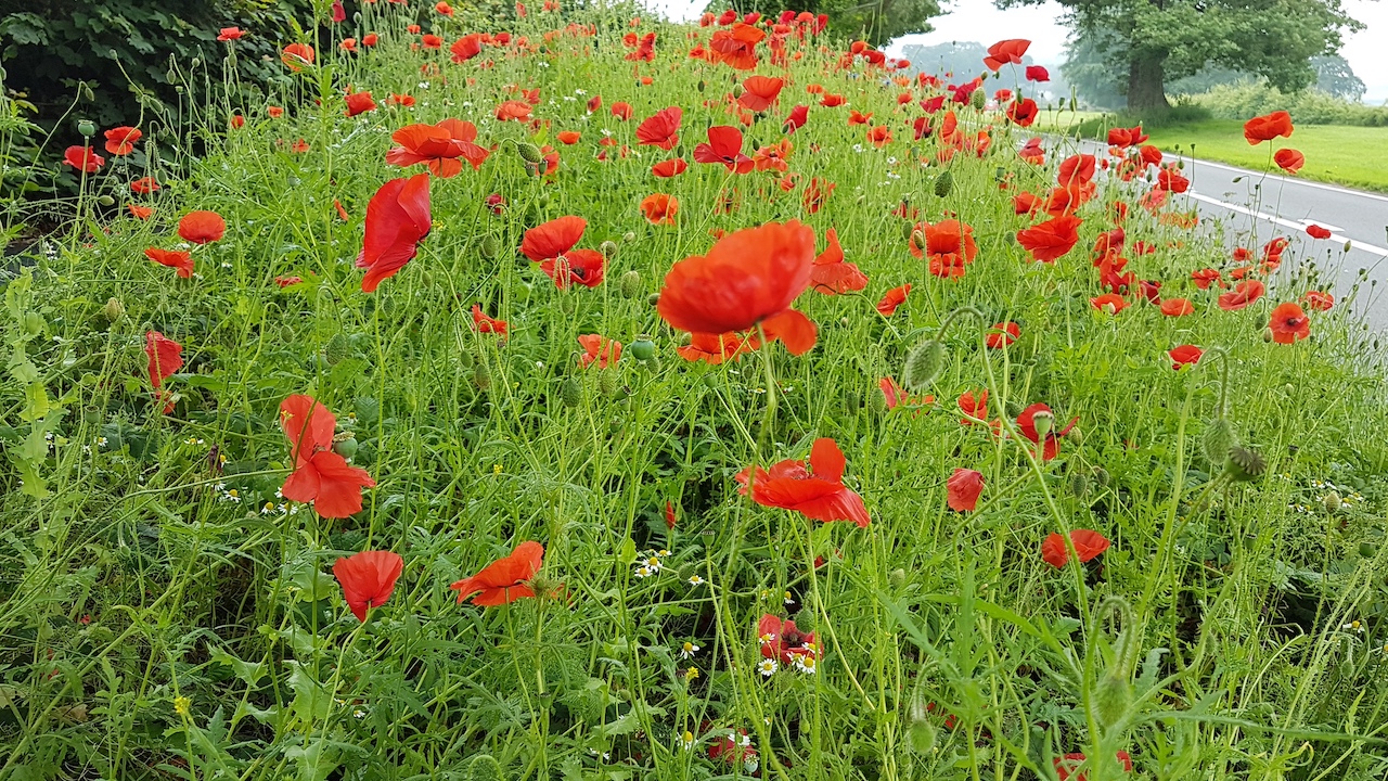 20190624_112311 copy.jpg