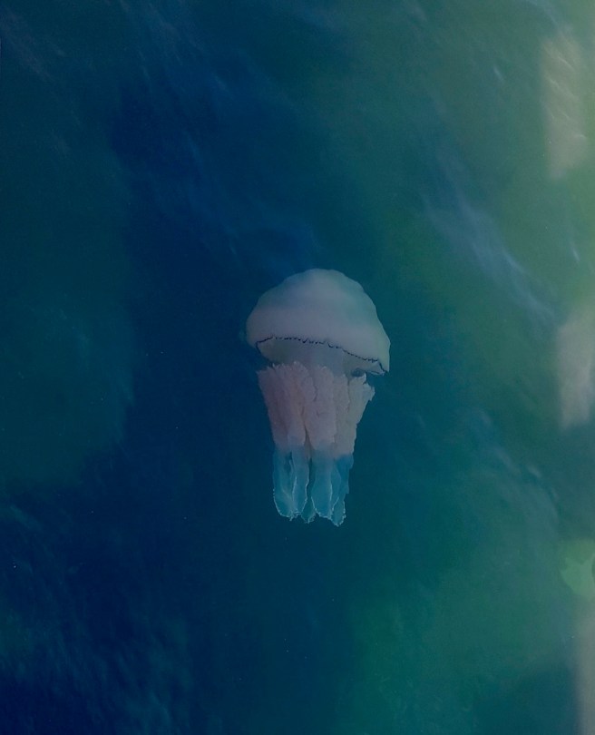 20190703_165455 copy.jpeg