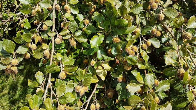 20190812_144929 copy.jpg