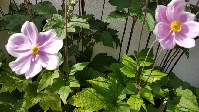 20190812_154423 copy.jpg